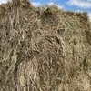 200mt Barley Hay 700-750kg 8x4x3 Bales 
