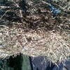 Lucerne Hay Small Squares