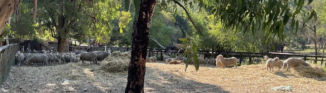 Quality MPM Black Tag Ewes