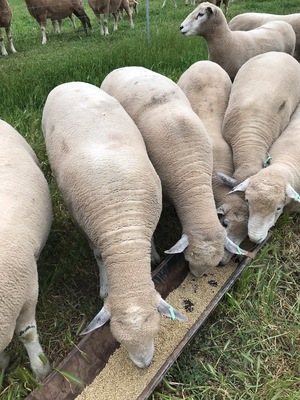 20 x Ryeland Rams