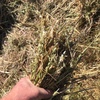 150 x Oaten/Rye hay 5x4 rolls 