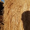 65tn wheaten straw hay. 125 bales. Baled with sieve loss material