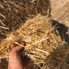 200 Barley straw 350kgs 5x4 rounds