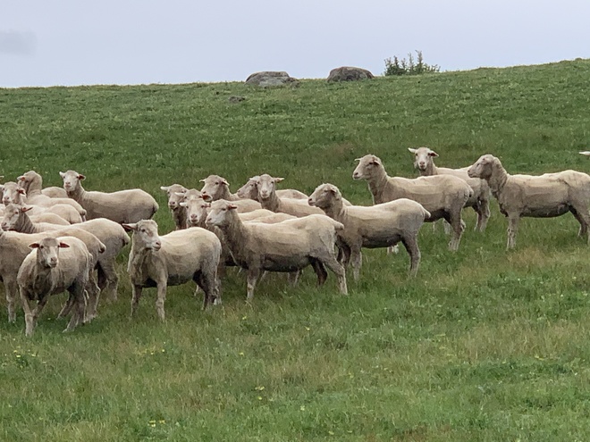 115 two year old merino ewes