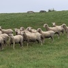 115 two year old merino ewes