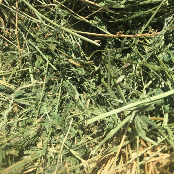 Lucerne & Rye Hay 8x4x3 Bales For Sale