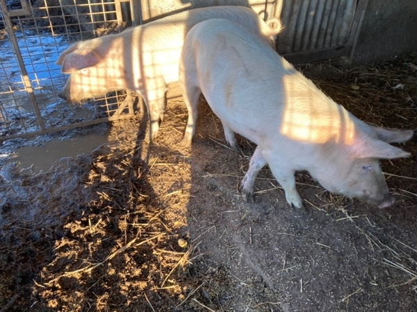 10 month old sows