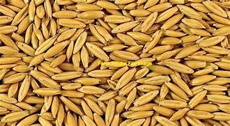 35mt Winteroo Seed Oats