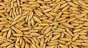 35mt Winteroo Seed Oats