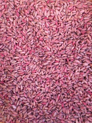 WHEAT SEED