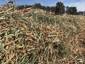 Hay For Sale - no rain damage