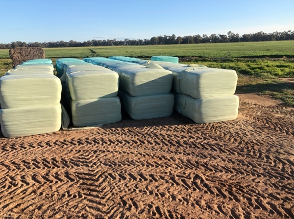 wheat silage