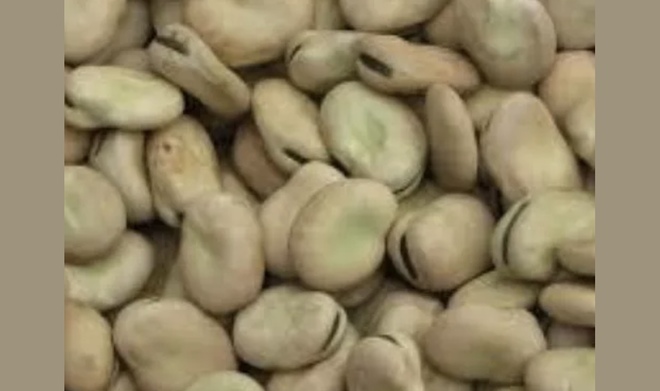 WANTED Broad Beans for Export