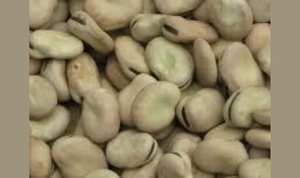 WANTED Broad Beans for Export