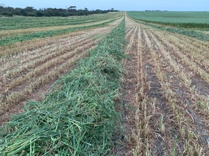 Oaten Hay 690kg 8x4x3 Bales