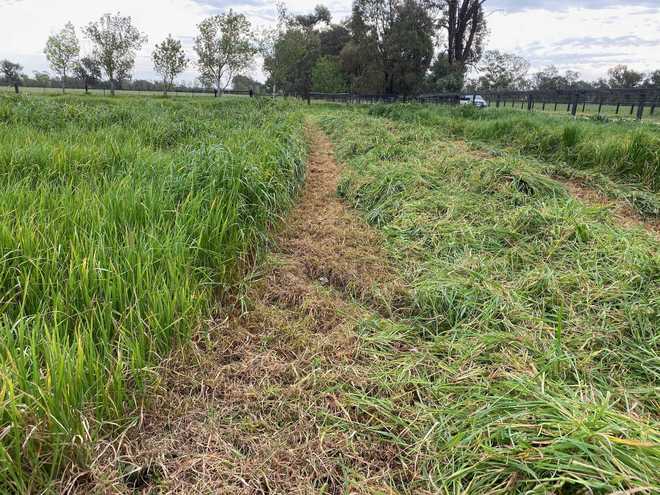 silage - Rye - Clover