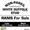 White Suffolk Rams