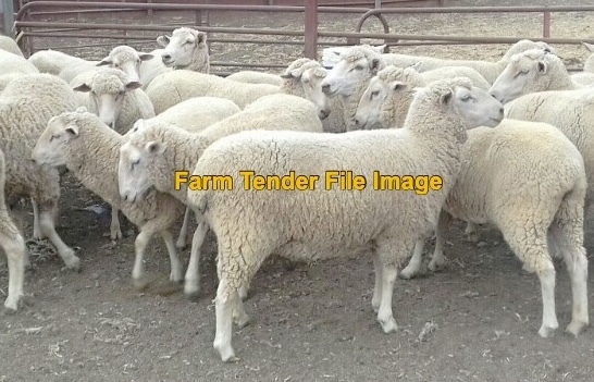 300 x 1st X Ewe lambs