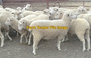 300 x 1st X Ewe lambs