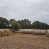 Irrigated Pasture Hay for sale