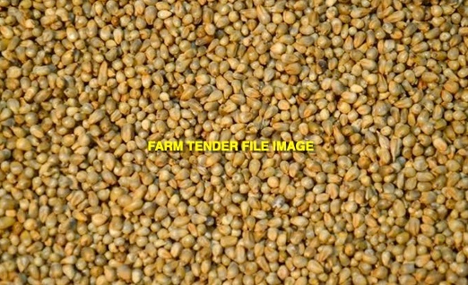 WANTED Pearl Millet Seed