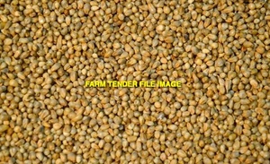 WANTED Pearl Millet Seed