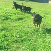Pure bred kelpie pups for sale