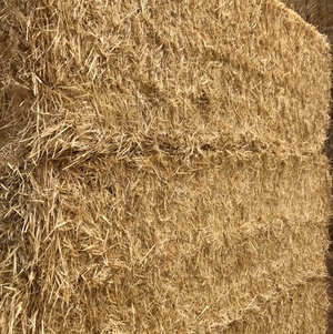 Barley Straw