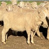 Merino Ewes Scanned In Lamb 