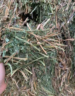 200 m/t A1 Vetch Hay Seller to Freight 