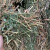 200 m/t A1 Vetch Hay Seller to Freight 