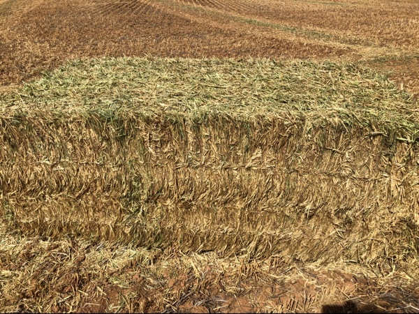 Wheaten Hay