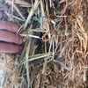 100 m/t Wheaten Hay 8x4x3 Bales Delivered Only