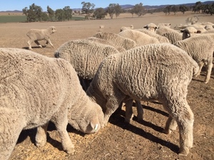 Superfine wool Merino wether lambs - unshorn