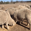 Superfine wool Merino wether lambs - unshorn