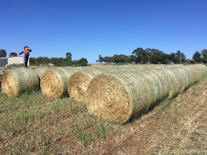 80 x Triticale Hay 5x4 Round Bales