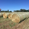 80 x Triticale Hay 5x4 Round Bales