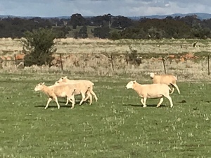 Wiltipoll Ewes