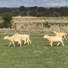 Wiltipoll Ewes