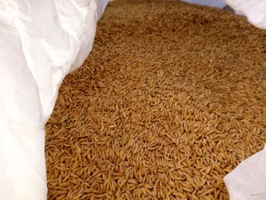 Graded Winteroo Oats - AEXCO Permitted seed. 98.8% Purity & 98% Germination.