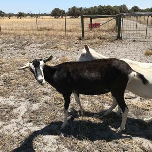 Commercial goat herd reduction Sale