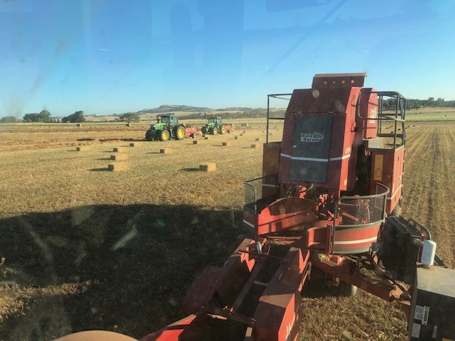 Clover hay small squares in bale baron packs