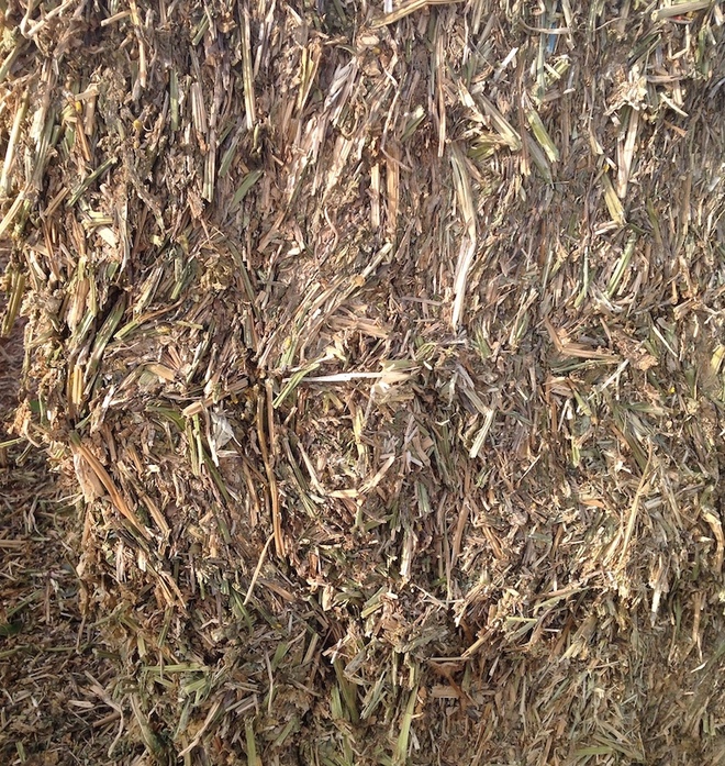 Canola Hay Protein 17.7 85mt Conditioned & Chopped