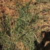 150mt Lentil Medic Hay 680-700kg 8x4x3 Bales