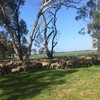 Well bred Merino Ewes with lambs at foot