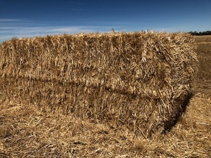 Wheaten Straw 