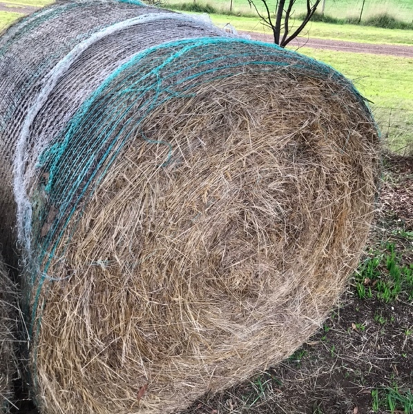 pasture hay