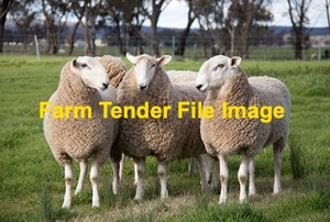 WANTED 30 Border Leicester Ewes 