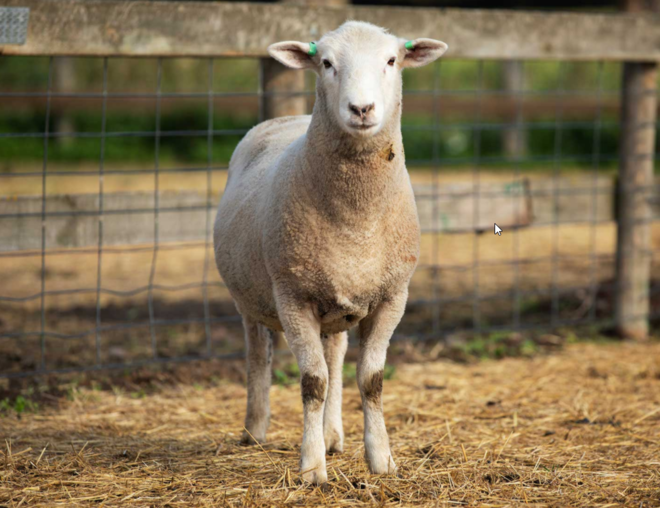 Under Auction - Lot 26 Highlander Ram 190709 (DLE Ram Auction A100 - 10th Sept via Auctionsplus) 