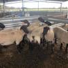 Suffolk Flock Rams